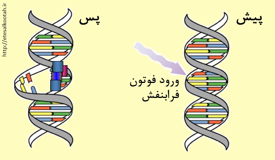 نمایش اثر برخورد فوتون پرانرژی ماورای بنفش به ملکول دی ان ای و آسیب دیدن آن نمایش اثر برخورد فوتون پرانرژی ماورای بنفش به ملکول دی ان ای و آسیب دیدن آن
