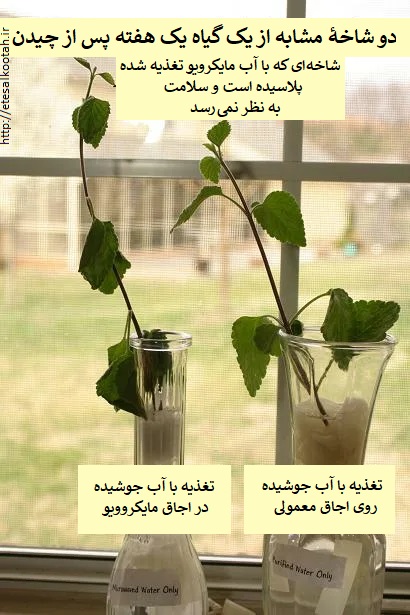 مقایسه دو شاخه از یک گیاه پس از یک هفته آب دادن با آب جوشیده روی اجاق معمولی و آب جوشیده در اجاق مایکروویو مقایسه دو شاخه از یک گیاه پس از یک هفته آب دادن با آب جوشیده روی اجاق معمولی و آب جوشیده در اجاق مایکروویو
